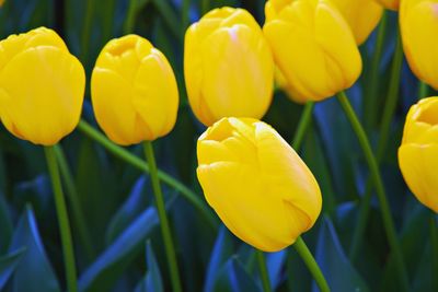 Close-up of yellow tulips