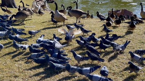 High angle view of pigeons on field