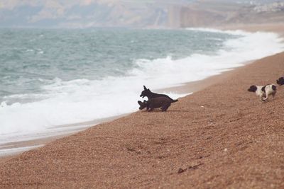 View of a dog on beach