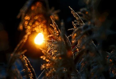 Close-up of illuminated sparkler