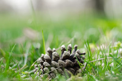 Close-up of pine cone on field