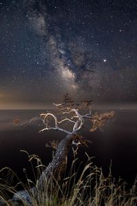 Bare tree against star field at night