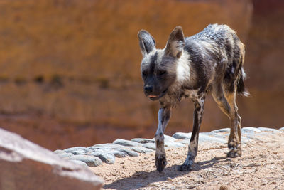 Dog standing on rock