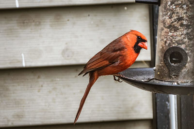 Close-up of bird perching on feeder