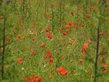 Close-up of red flowers growing in field