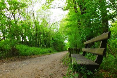 Empty footpath amidst trees