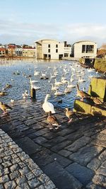 Seagulls flying over buildings in city