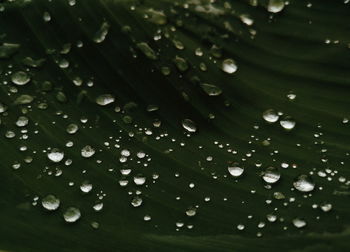 Full frame shot of raindrops on leaves
