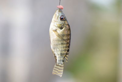 Close-up of dead fish hanging from hook