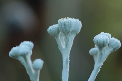 Close-up of white flowering plant during winter