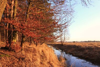 Trees on field against sky during autumn