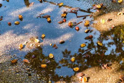 High angle view of ducks in lake