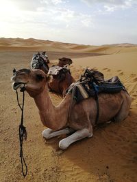 View of a horse on sand