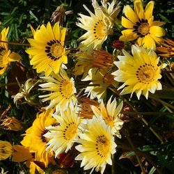 Close-up of yellow flower