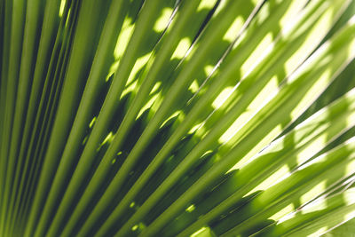 Full frame shot of palm tree