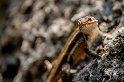 Close-up of lizard on rock