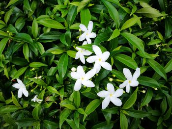 Close-up of white flowers blooming outdoors