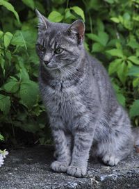 Cat sitting on a field