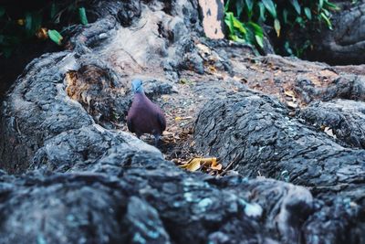 Close-up of birds on rock