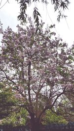 Low angle view of blooming tree against sky