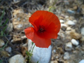 Close-up of red hibiscus blooming on field