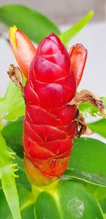 High angle view of red rose on leaf