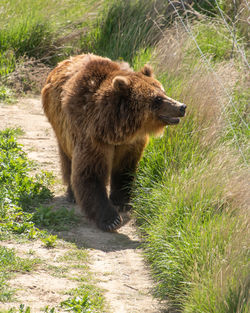 Side view of lion walking on land