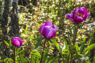 Close-up of pink flowers