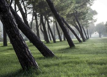 Trees on field against sky