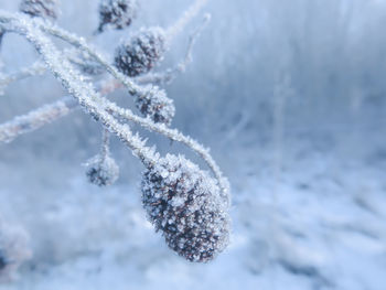 Close-up of frozen plant