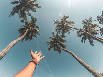 Low angle view of hand on palm tree against sky