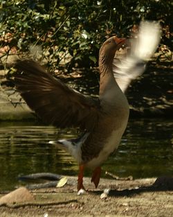Close-up of duck in lake