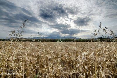 Scenic view of field against cloudy sky