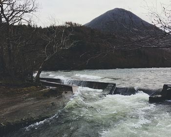 Bare trees by river