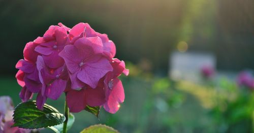 Close-up of pink flowers