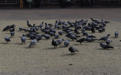 Flock of birds