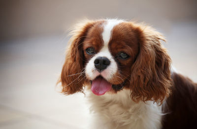 Close-up portrait of dog