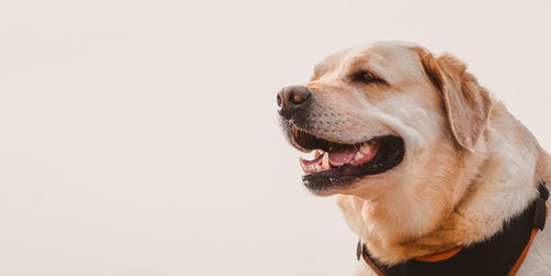 Close-up of dog looking away against white background