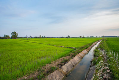 Scenic view of agricultural field against sky