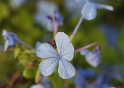 Close-up of water drops on white flowering plant