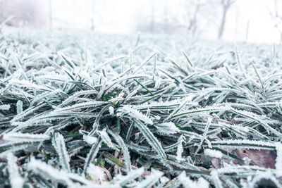 Close-up of frozen plant on field