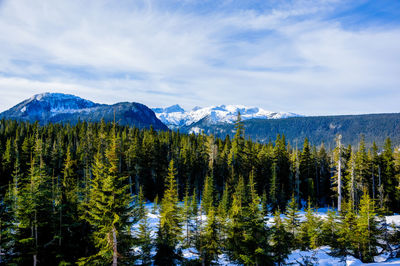 Panoramic view of trees and mountains against sky