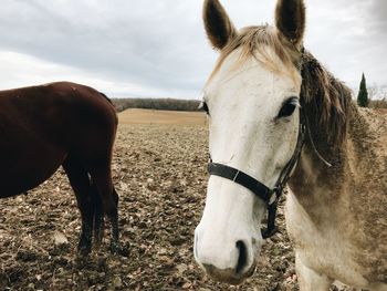 Horse in the field