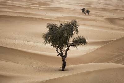Tree on sand dunes in desert