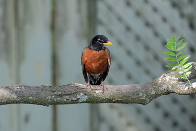 Close-up of bird perching on branch