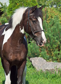 Close-up of horse on grass