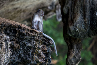 Monkeys on tree trunk