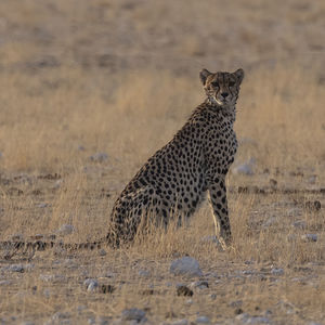 A cheetah in etosha national park