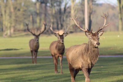 Deer in a field