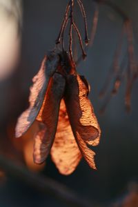 Close-up of orange fruit hanging on plant